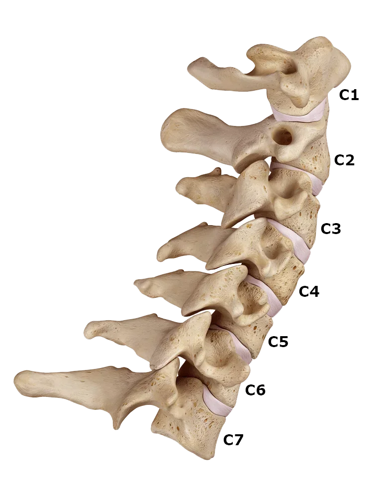 Diagram of the cervical spine with vertebrae labeled C1 to C7