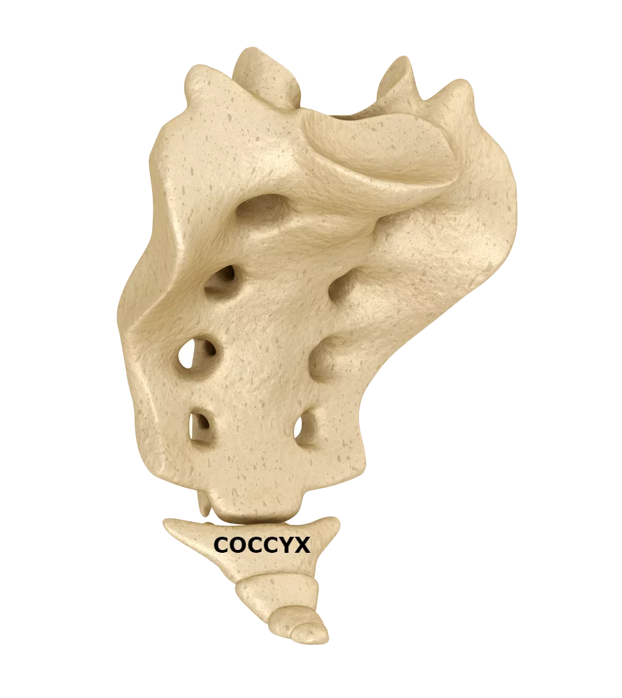 Diagram of the sacrum and coccyx with the coccyx labeled