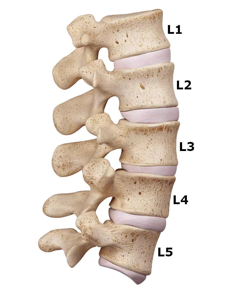 Diagram of the lumbar spine with vertebrae labeled L1 to L5